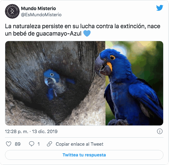 Nace Guacamayo Azul En Paraguay El Mexicano