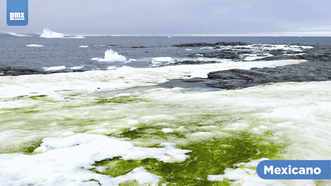 EMX-Antártida verde: el cambio climático está transformando el sur de la Tierra