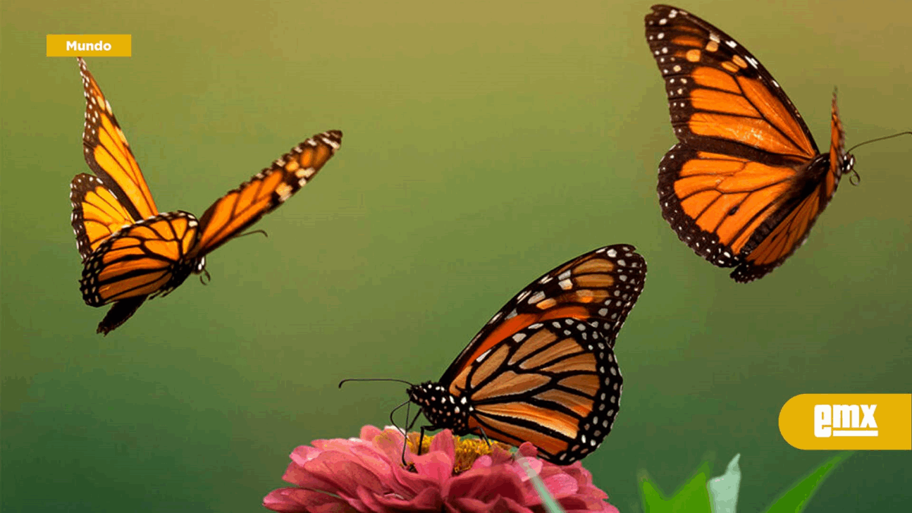 EMX-Alertan por declive crítico de la mariposa monarca, ¿por qué está amenazada?