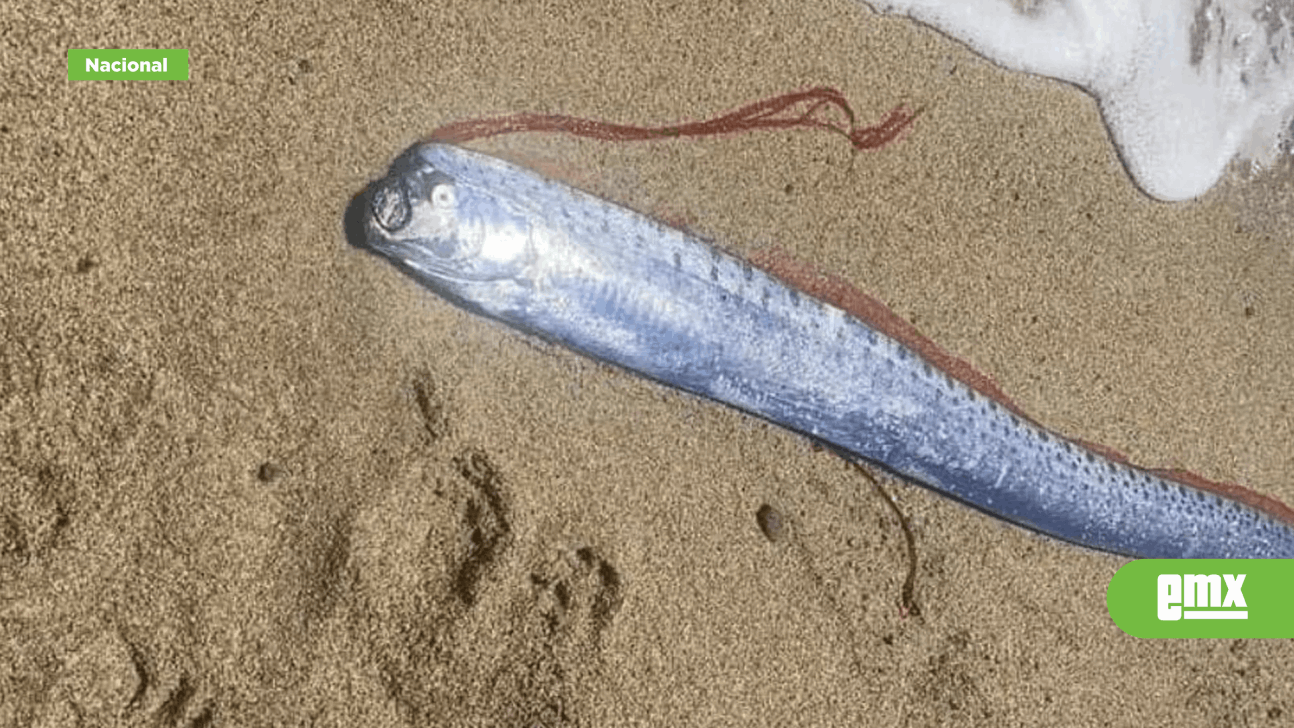 EMX-¿Habrá sismo? Aparece pez remo en playas de Baja California Sur