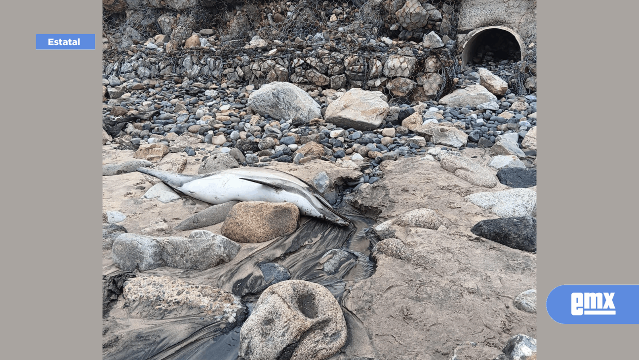 EMX-Encuentran-delfín-muerto-en-Playas-de-Tijuana