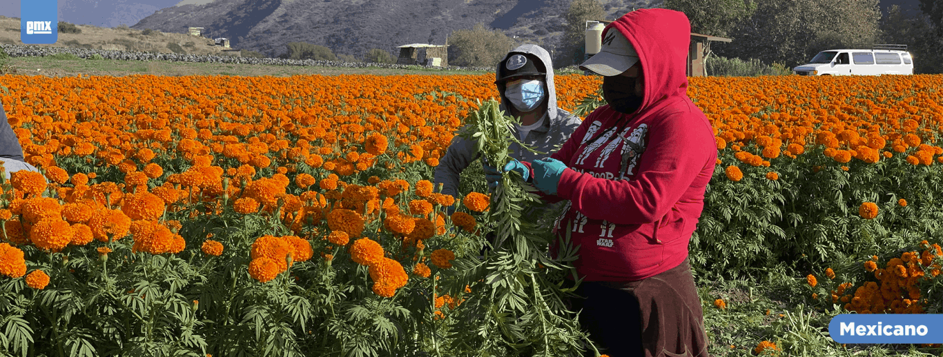 El trabajo detrás de la flor de Cempasúchil - El Mexicano - Gran Diario  Regional