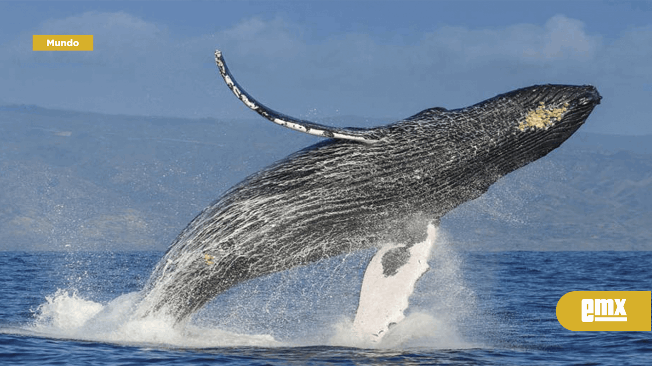 Descubren que las ballenas jorobadas viajan hasta  kilómetros en busca  de una pareja - El Mexicano - Gran Diario Regional