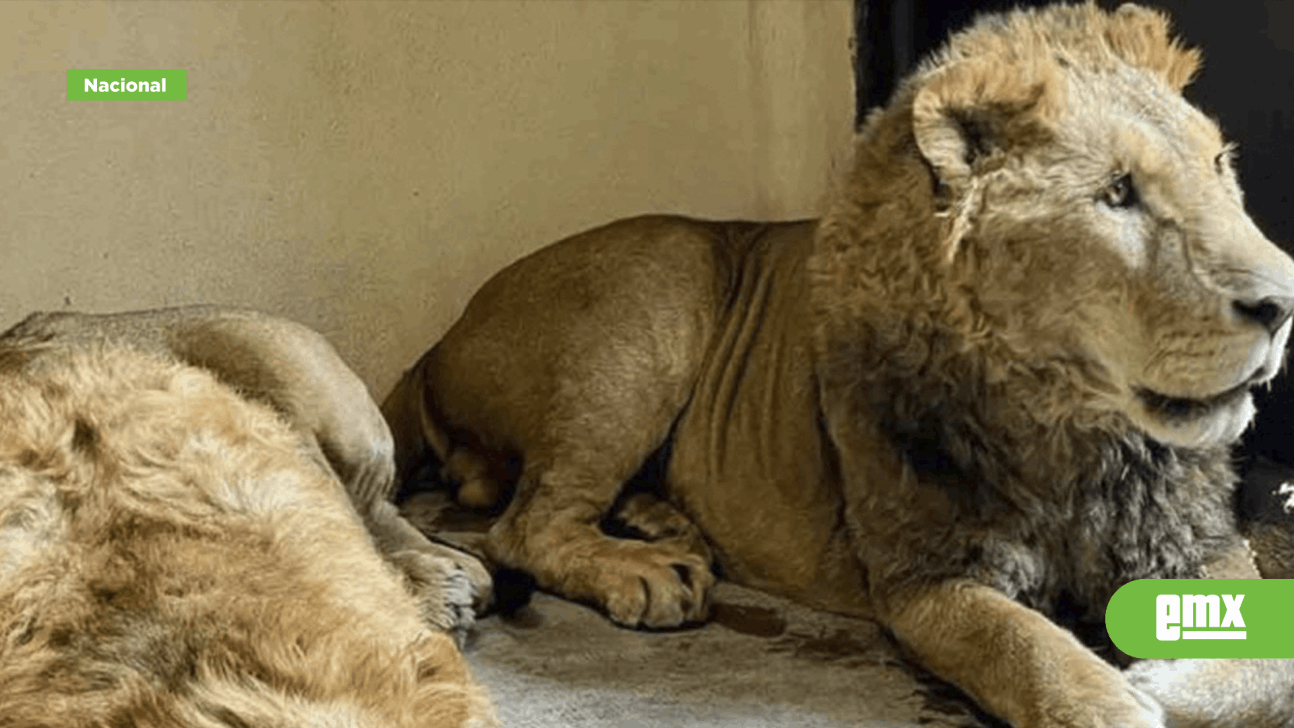 Llegan cuatro leones rescatados del Ajusco al zoológico de San Juan de  Aragón - El Mexicano - Gran Diario Regional