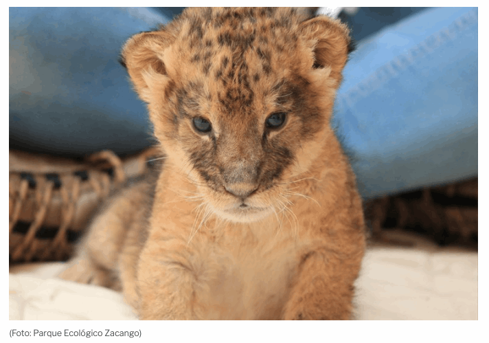 Nacieron tres leones en Parque Ecológico de Zacango, Edomex - El Mexicano -  Gran Diario Regional