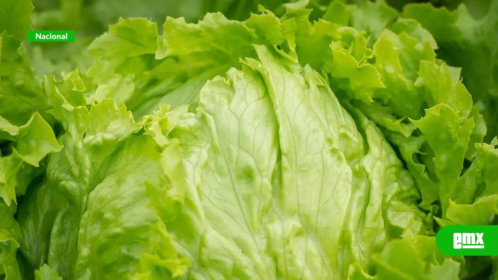 EMX-Cofepris-afirma-que-no-hay-evidencia-concluyente-contra-lechuga-mexicana