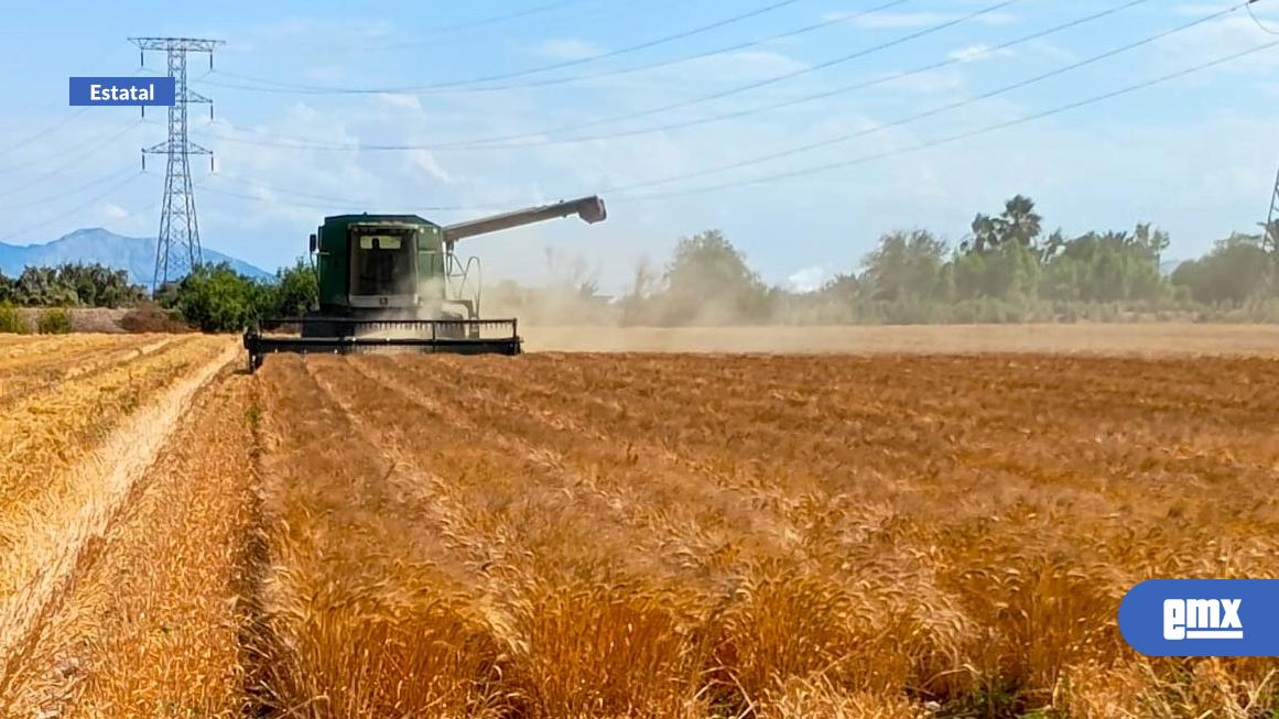 EMX-Agricultura convoca a trigueros de BC a inscribirse al Programa de Semilla Certificada
