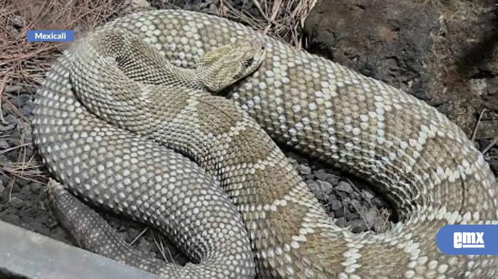 EMX-Reguarda-zoológico-de-Mexicali-a-40-especies-durante-2026
