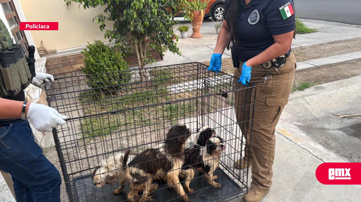 EMX-Rescatan-a-4-perritos-en-Tijuana,-tras-cateo-por-crueldad-animal