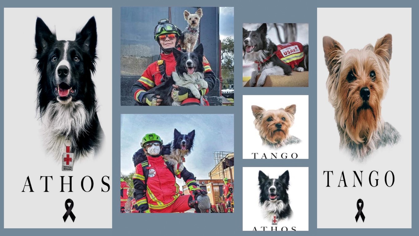 EMX-Envenenan a Athos, perro rescatista en terremoto del 2017