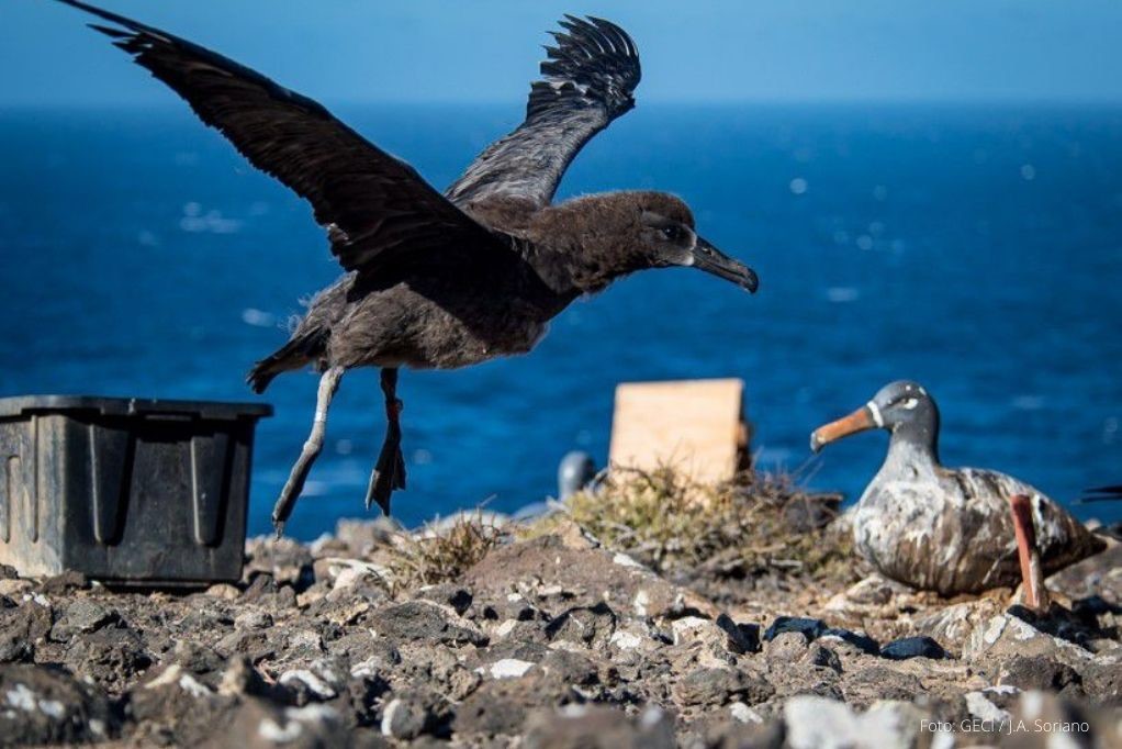 EMX-Primer vuelo del Albatros de patas negras en Ensenada