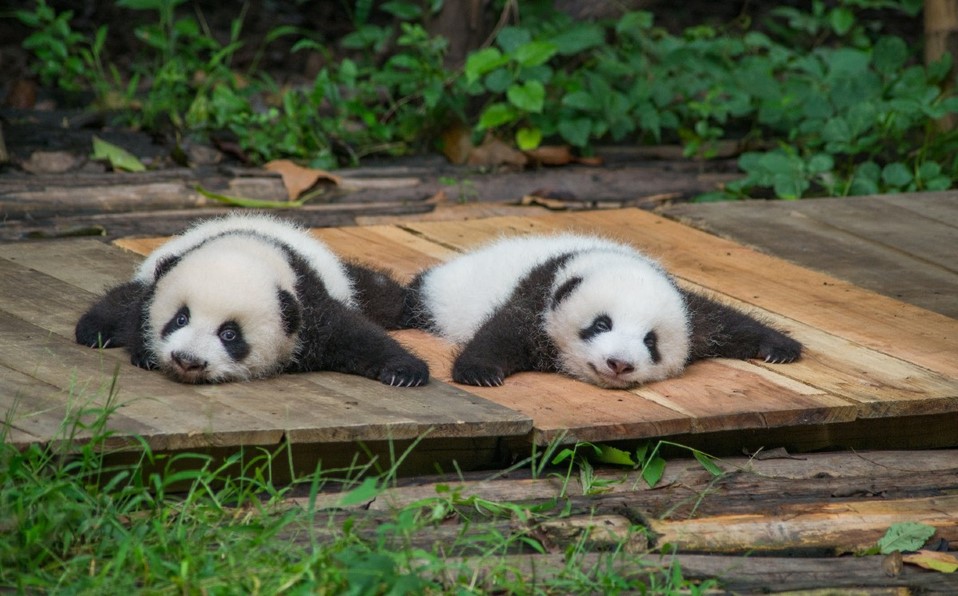 EMX-Nacen osos panda mellizos en zoológico de Tokio