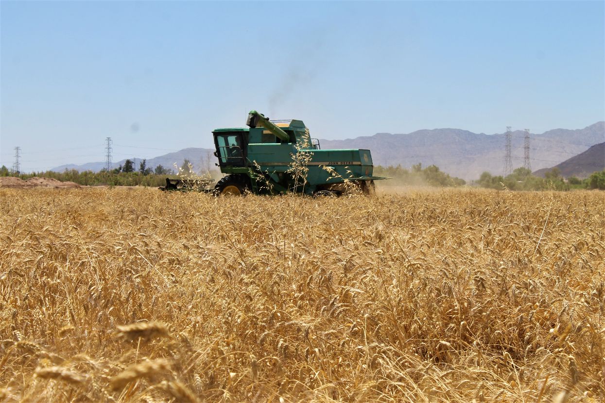 EMX-Cerca de concluir cosecha de trigo en Mexicali 