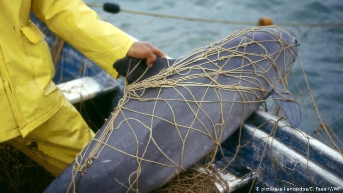 EMX-Nuevos esquemas de protección para vaquita marina 