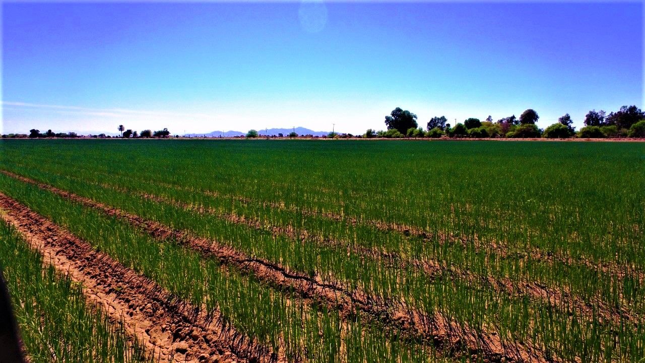 EMX-Destacan cultivo de algodón en Valle de Mexicali 