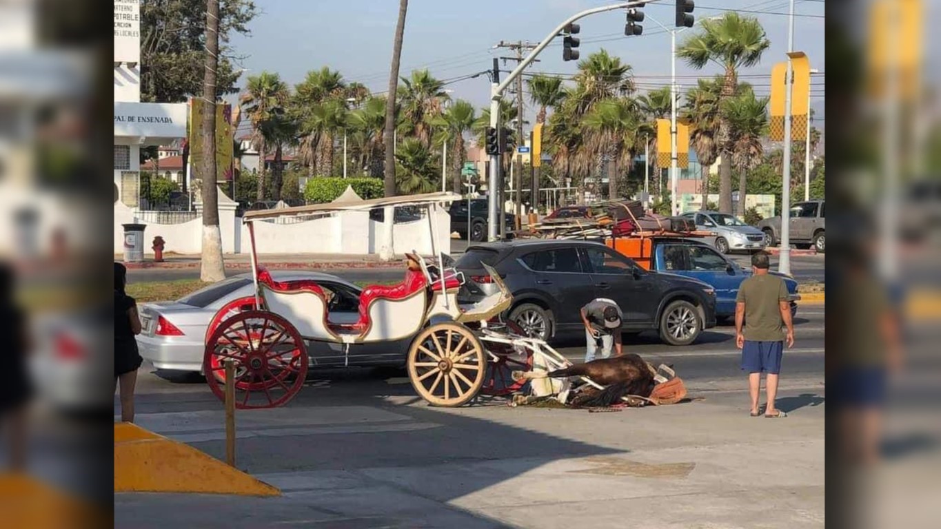 EMX-Cae caballo que arrastraba una calandria en Ensenada