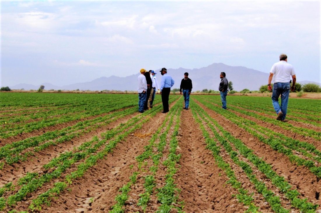 EMX-Validarán parque tecnológico para cultivar guar en Mexicali 