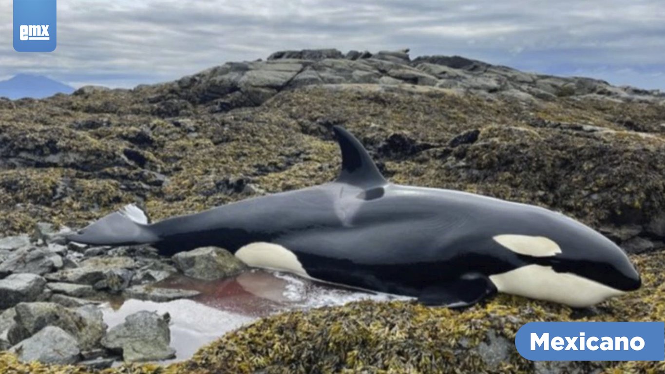 EMX-Heroico rescate de orca varada en Alaska