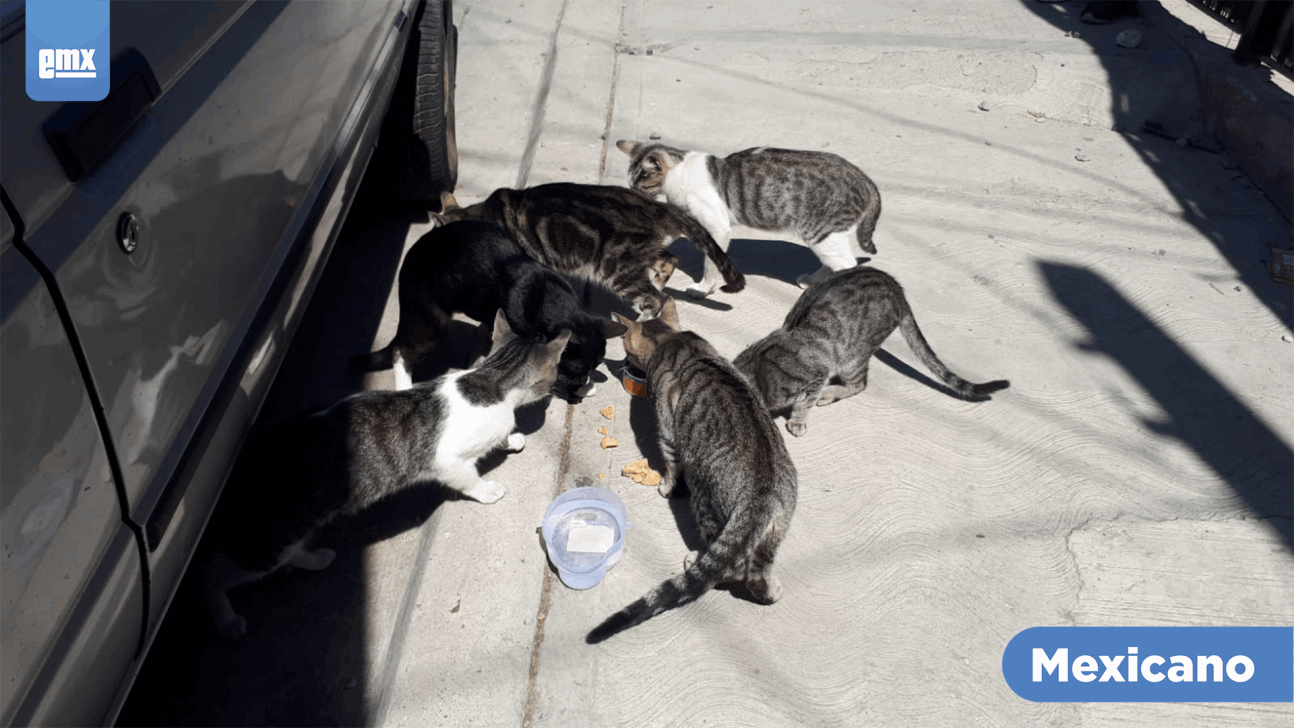 EMX-Rescatan a gatos que sufrían maltrato animal 