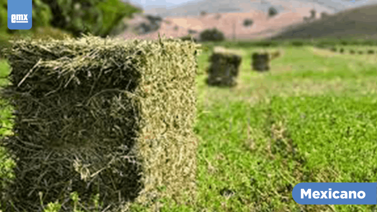 EMX-Cosecha de alfalfa supera 567 mil toneladas en el Valle de Mexicali 