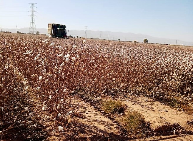 EMX-Avanza la pizca de algodón en Baja California
