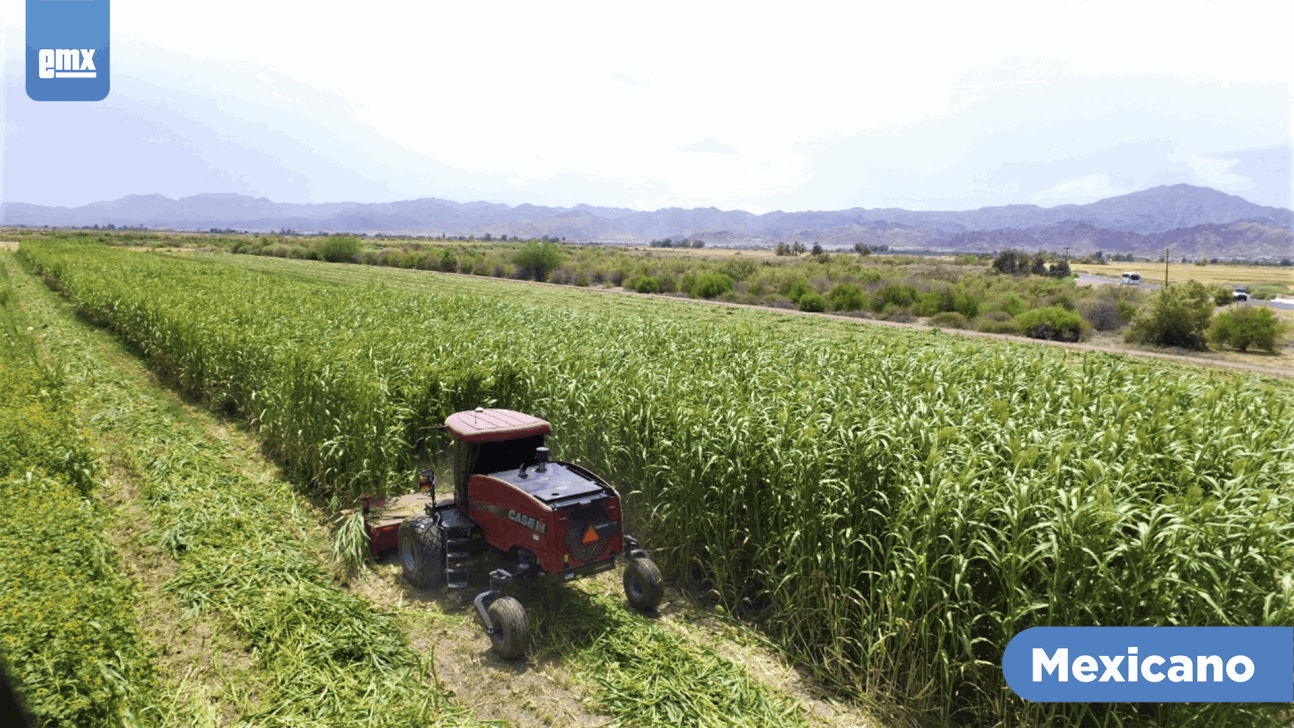 EMX-Producirán súper sorgo en el Valle de Mexicali 