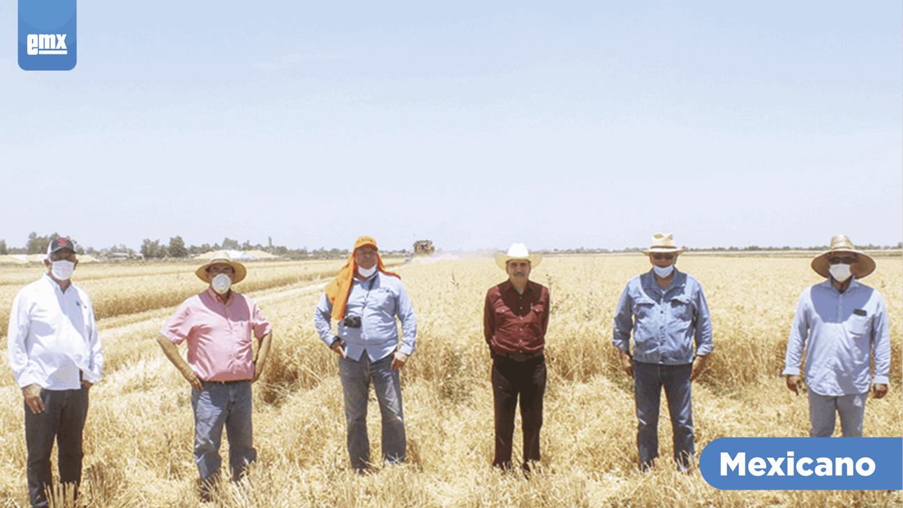 EMX-Renovarán directiva de Productores de Trigo en BC 