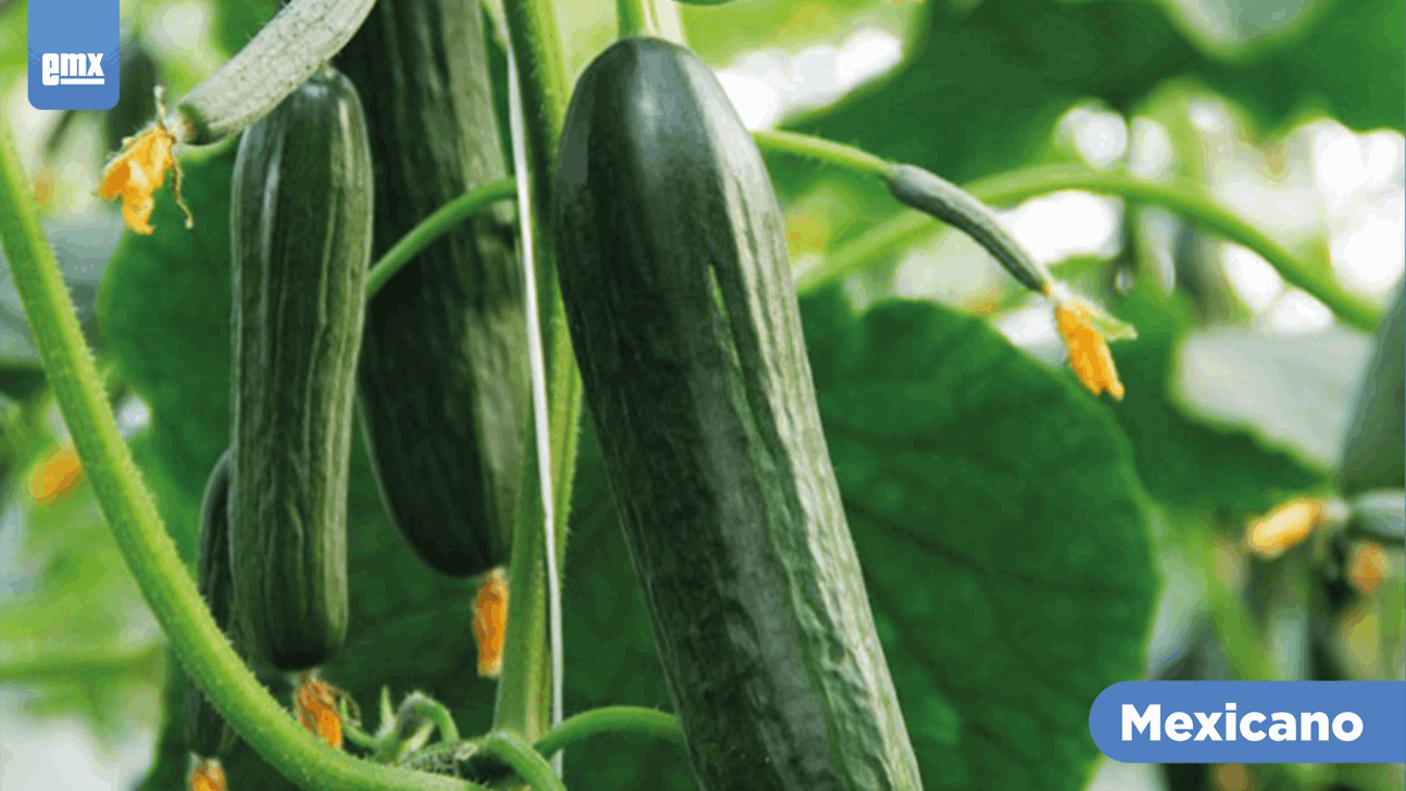 EMX-Cultivo de pepino persa generó 320 mdp en Ensenada