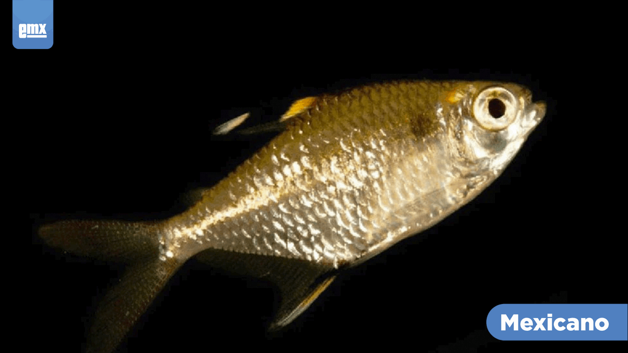 EMX-Reapareció especie de sardina, estaba extinta desde hace 30 años