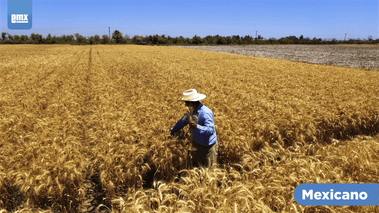 Se Fortaleció La Producción De Trigo En El Valle De Mexicali El Mexicano Gran Diario Regional 7777