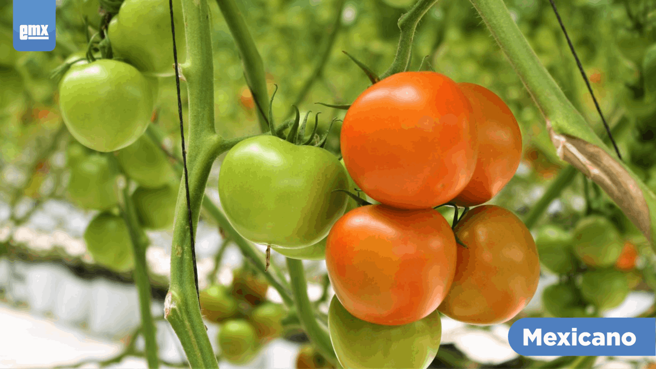 EMX-Siembra de tomate supera las mil hectáreas en Ensenada