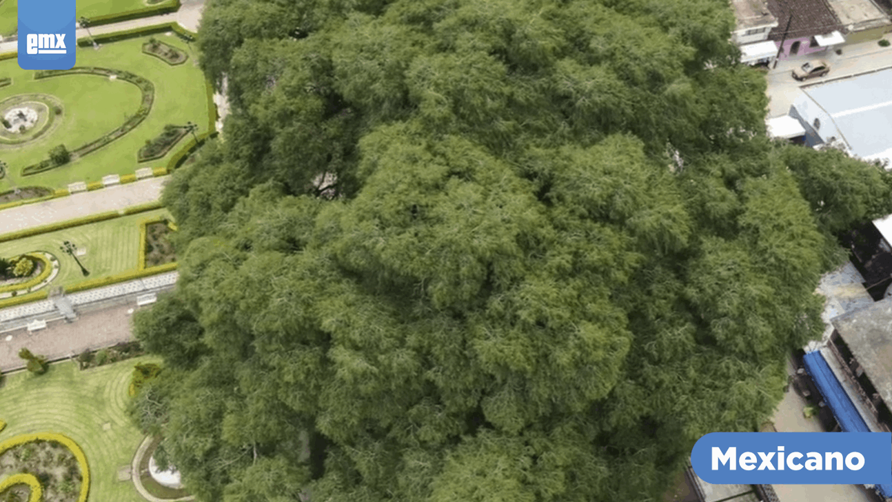 EMX-Éste es el árbol con el tronco más grueso del mundo; está en Oaxaca