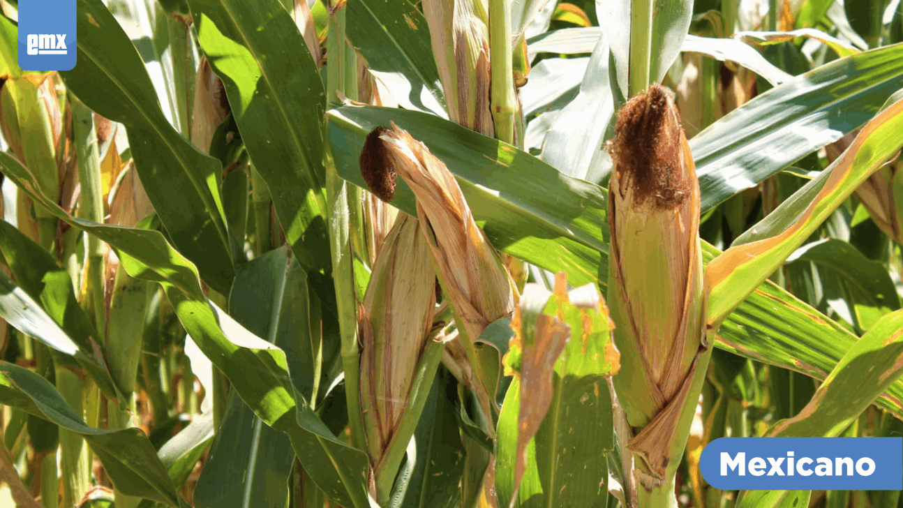 EMX-Renovarán dirigencia del Consejo de Productores de Maíz en BC