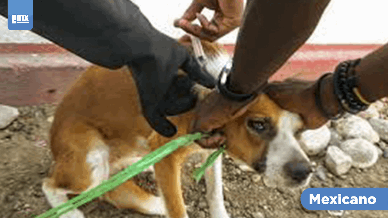 EMX-: Finaliza CEMCA esterilización gratuita a perros y gatos
