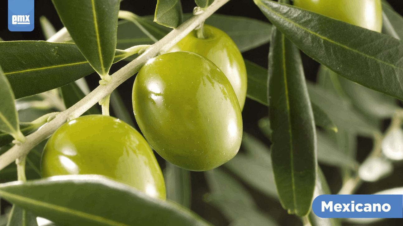 EMX-Destacó cultivo del olivo durante el Ciclo 2020