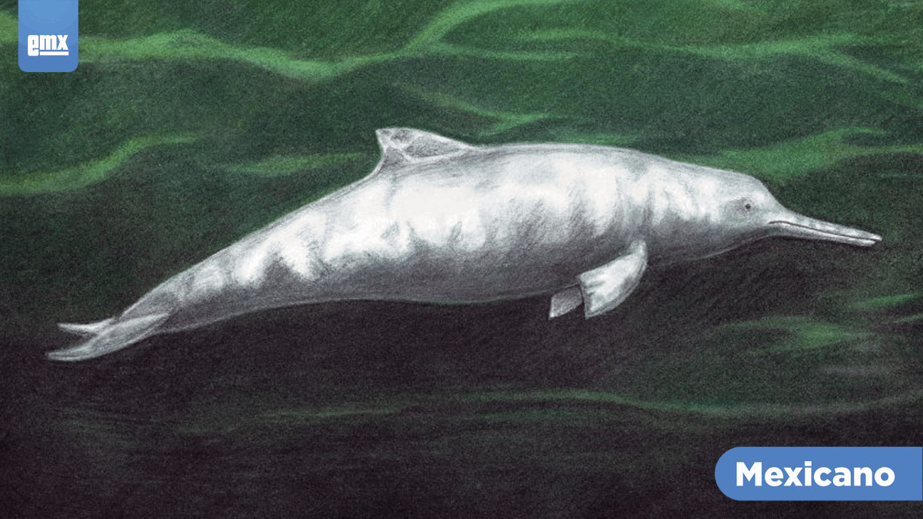 EMX-Descubren nueva especie de delfín que vivió hace 7 millones de años