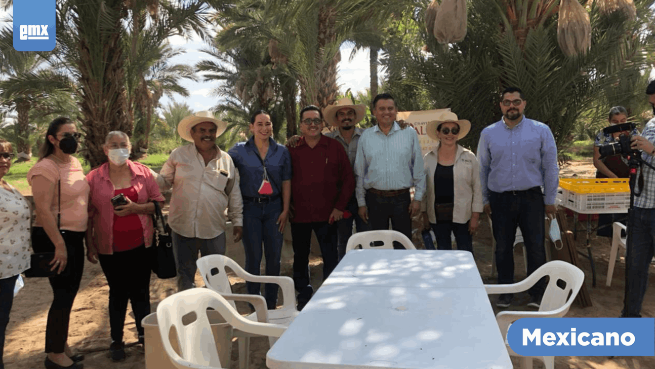 EMX-Dan inicio a la cosecha del dátil en Mexicali