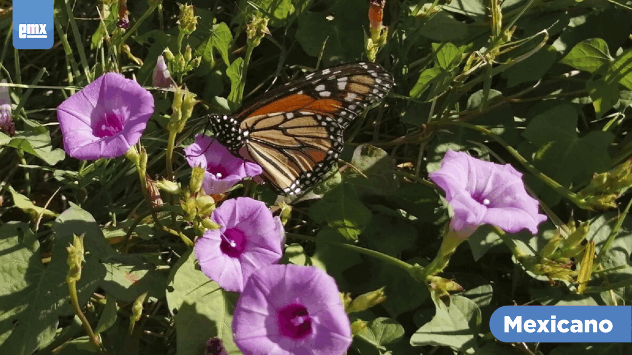 EMX-Primeras mariposas monarca del año llegan a México