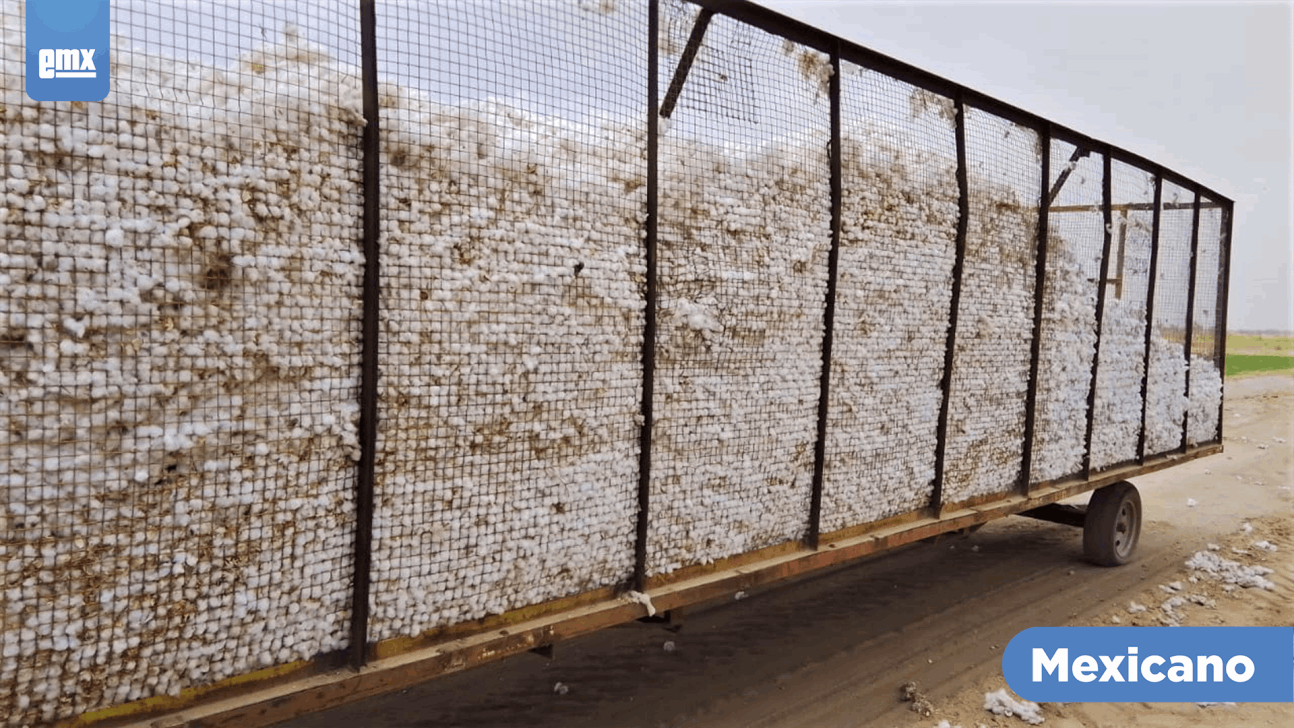 EMX-Arranca cosecha de algodón en el Valle de Mexicali