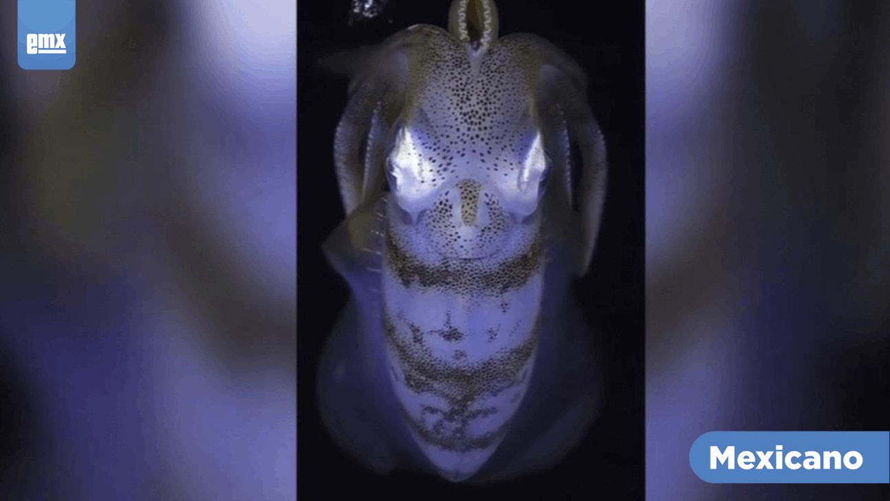 EMX-Fotógrafo logra captar en video extrañas criaturas marinas; esto encontró