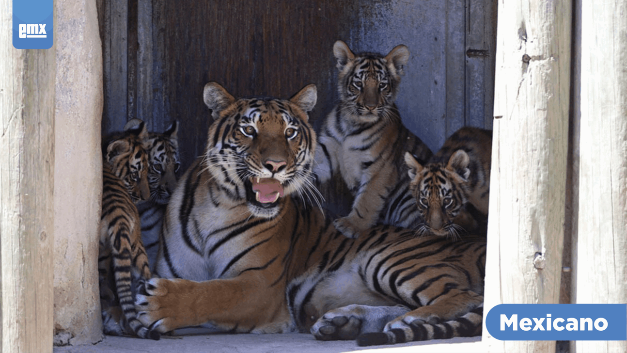 EMX-Cuatro tigres de bengala nacen en el Zoológico Guadalajara