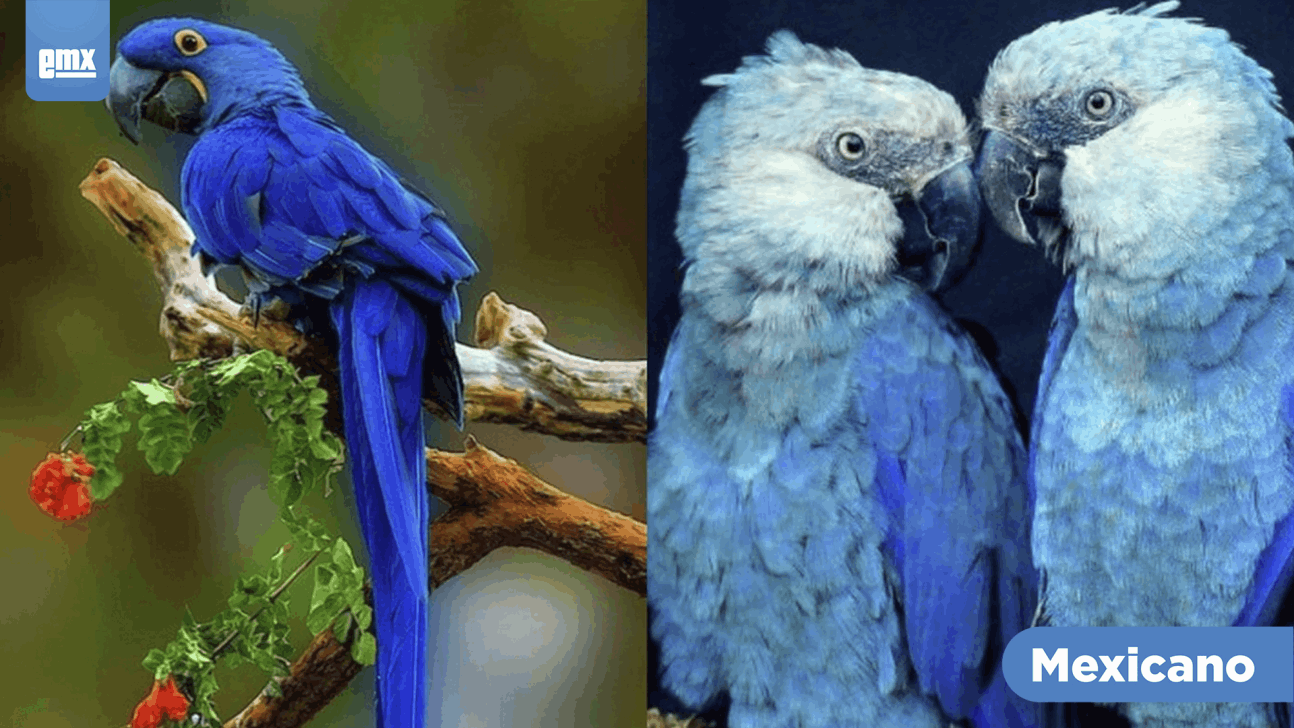 EMX-Nace guacamayo azul en Paraguay