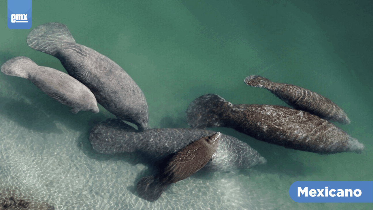 EMX-Por falta de comida, aumentan muertes de manatíes en Florida