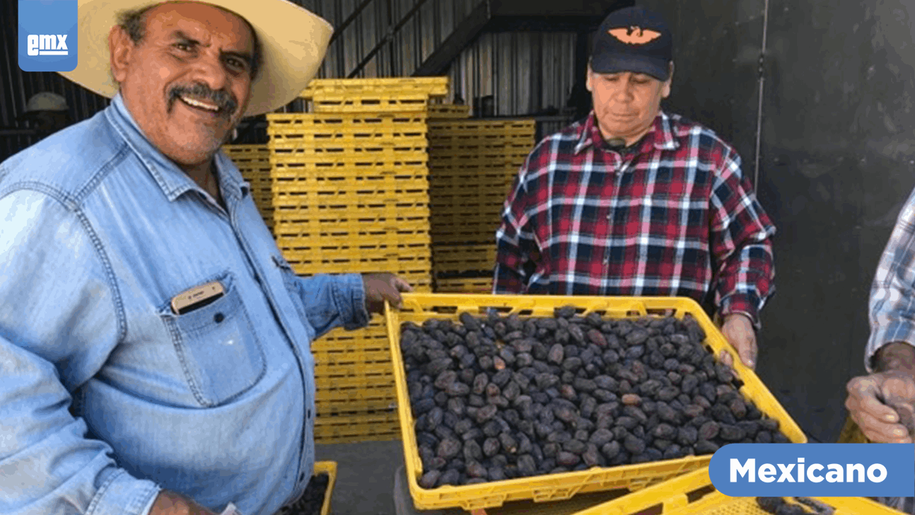 EMX-Convocan productores a “Expo Ruta del Dátil 2021”