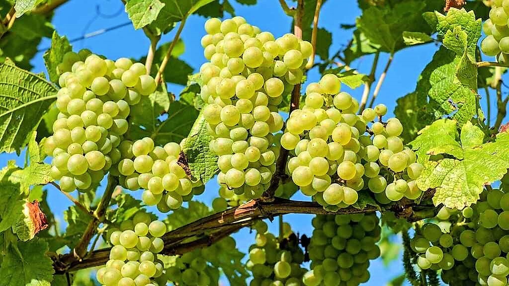 EMX-Generaron productores de uva más de 710 millones de pesos 