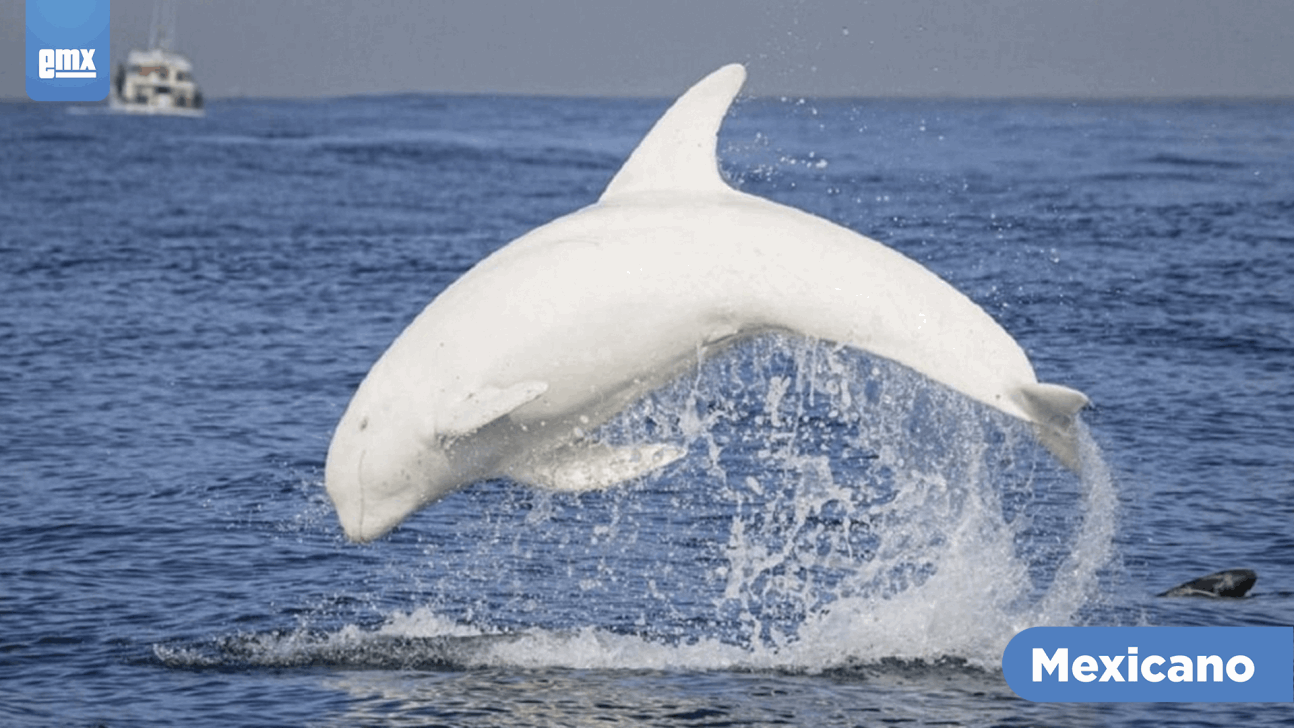 EMX-Captan raro delfín blanco en costa de California; lo llaman 'Casper'