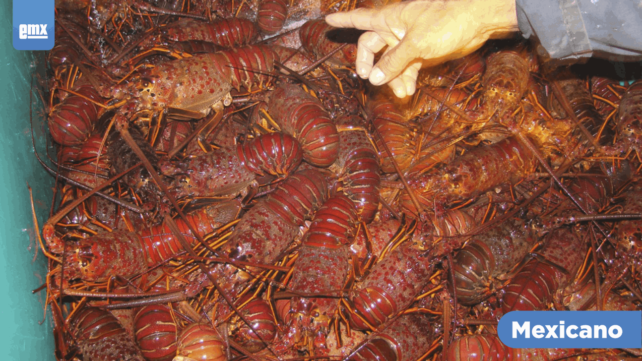 EMX-Cae producción de la langosta roja de mar