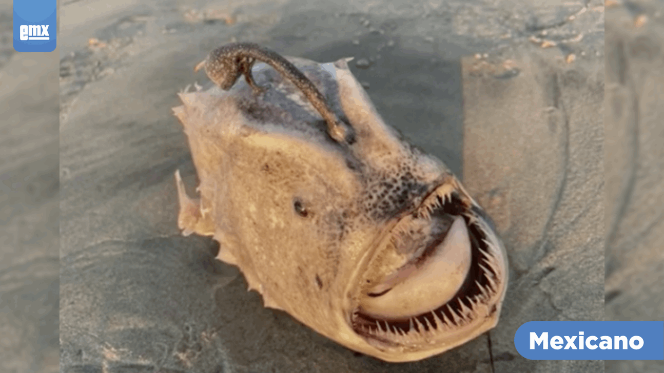 EMX-Monstruo ultra raro de las profundidades marinas aparece en la playa de San Diego