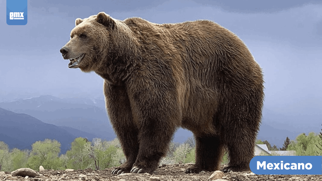 EMX-Muere Bart the Bear II, quien apareció en series y películas