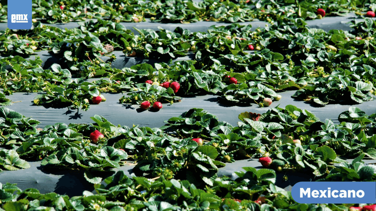 EMX-Sobresalen Ensenada y San Quintín en cultivo de fresa